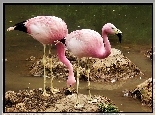 Flamingi Andyjskie