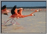 Flamingi, Czerwonaki