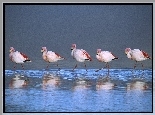 Flamingi, Brodzące, Laguna, Boliwia