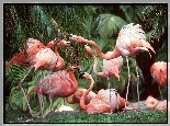 Flamingi, palmy