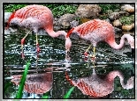 Piękne, Flamingi, Woda