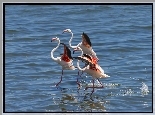 Trzy, Flamingi, Morze