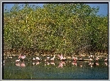 Flamingi, drzewa, woda, jezioro