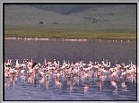 Flamingi, stado, woda, jezioro