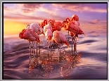 Flamingi, Morze, Wschód Słońca