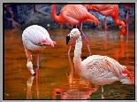 Flamingi