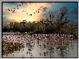 Park, Parc Ornithologique du Pont de Gau, Ptaki, Flamingi, Jezioro, Drzewa, Saintes Maries de la Mer, Francja