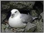Ptak, Fulmar, Skała