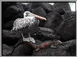 Galapagos, Pelikan