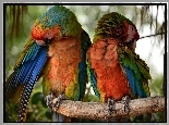 Gałąź, Dwie, Kolorowe, Papugi