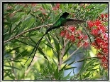 Koliber, Gałązki, Kwiaty