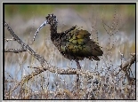 Ibis, Gałęzie, Woda