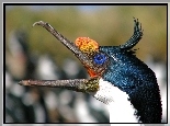 Kormoran, Głowa, Dziób
