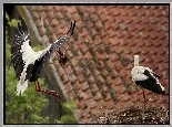 Bociany, Gniazdo, Dach