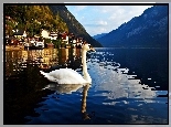 Góry, Jezioro, Łabędź, Hallstatt, Austria