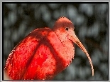 Ibis