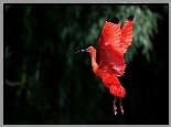 Ibis