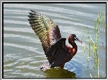 Czarny, Ibis, Woda