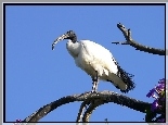 Ibis, Czczony
