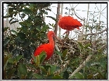 Ibis Szkarłatny, Klatka, Zieleń