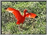 Ibis, Rozłożone, Skrzydła, Trawa