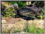 Ibis