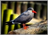 Ptak, Inca Tern