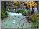 Jesień, Park, Staw, Łabędź