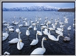 Jezioro, Łabędzie