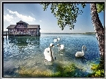 Łabędzie, Jezioro, Drzewo