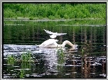 Łabędzie, Jezioro, Trzcina