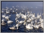 Jezioro, Łabędzie, Kaczki, Mgła