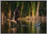 Jezioro, Kormoran