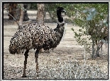 Kazuar, Emu, Roślinność, Rozmycie