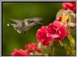 Koliber, Begonia
