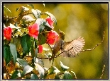Koliber, Krzew, Czerwone, Kwiaty