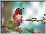 Koliber, Gałąź