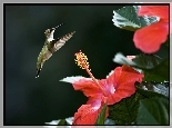 Koliber, Hibiskus