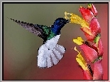 Koliber, Skrzydła, Kwiat, Grafika