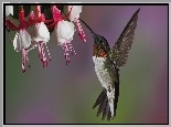 Koliber, Kwiaty