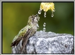 Koliber, Kwiat, Woda, Krople