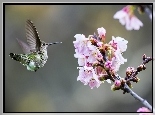 Koliberek, Kwitnące, Drzewo, Owocowe