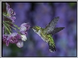 Koliberek, Kwiaty