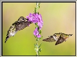 Dwa, Kolibry, Kwiat