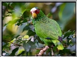 Kolorowa Papuga, Gałąz, Liście