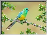 Kolorowa, Papuga, Świergotka seledynowa, Gałąź
