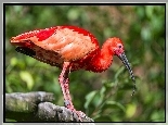 Ibis, Konar, Drzewa