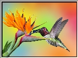 Koliber, Kwiat, Strelicja królewska, Kolorowe tło
