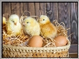Kurczaczki, Koszyk, Jajka, Wielkanoc