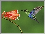 Koliber, Kwiat, Ekwador
